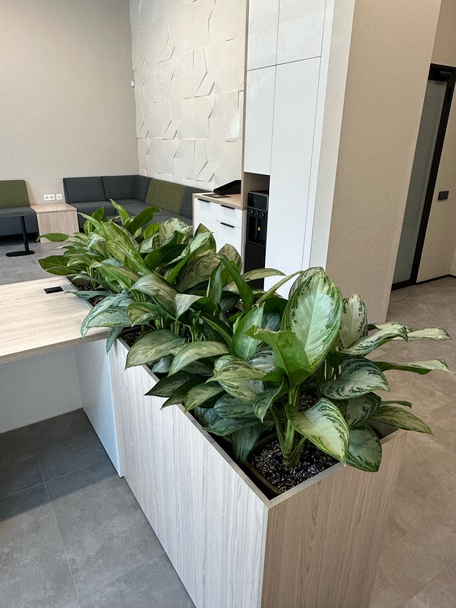 Озеленение помещений